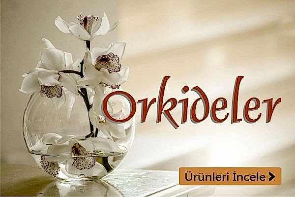 Orkideler - Eskişehir Çiçekçi
