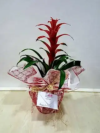 Orta Boy Guzmania - Eskişehir Çiçek Siparişi Orta Boy Guzmania