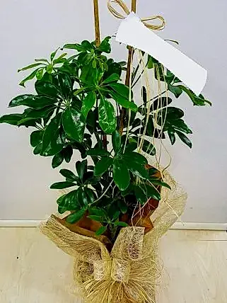 İkili Schefflera (Şeflera), eskişehir çiçek gönder