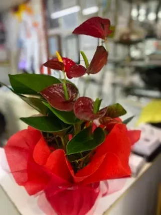 Küçük Boy Anthurium Eskişehir Çiçek