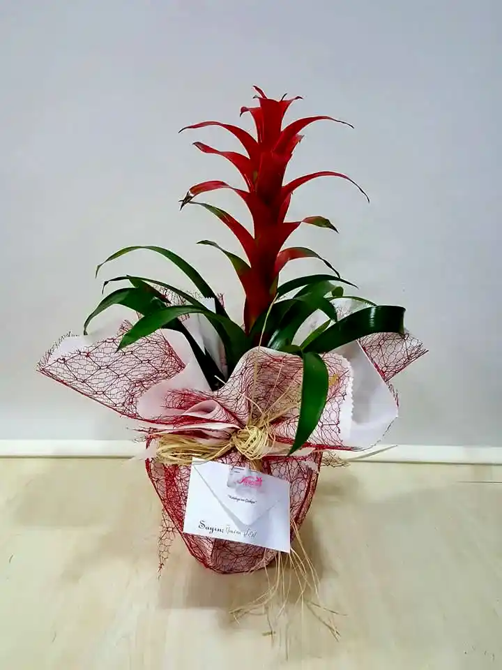 Orta Boy Guzmania - Eskişehir Çiçek Siparişi Orta Boy Guzmania