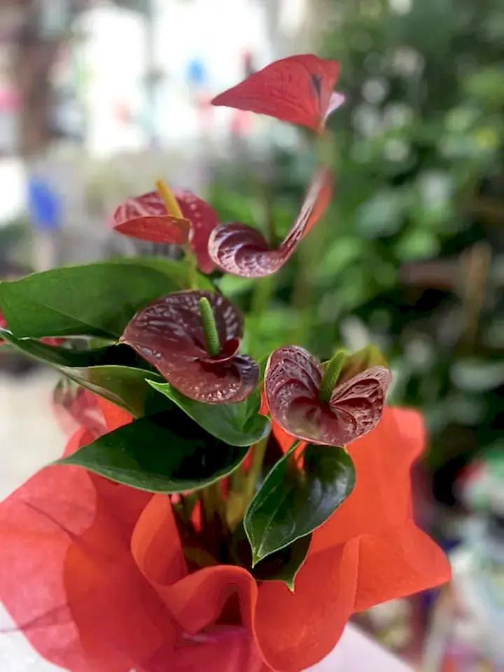Küçük Boy Anthurium Eskişehir Çiçek